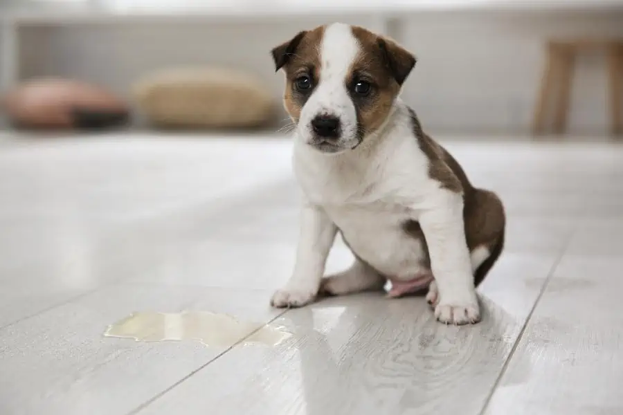 Van houten vloer vlekken verwijderen van puppy